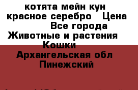 котята мейн кун, красное серебро › Цена ­ 30 - Все города Животные и растения » Кошки   . Архангельская обл.,Пинежский 